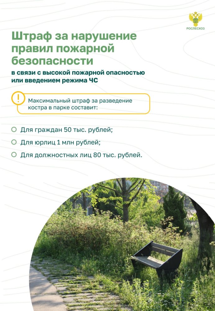 Пожарная безопасность в лесу: преступление и наказание