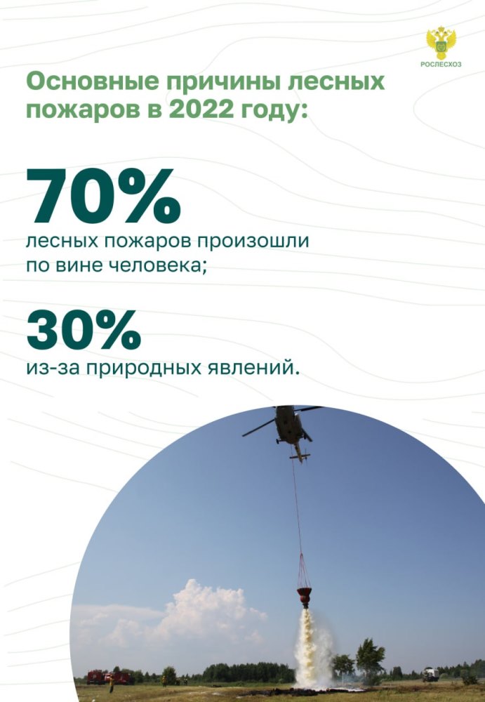 Пожарная безопасность в лесу: преступление и наказание